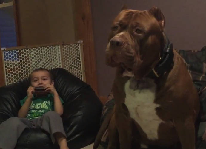 Giant Pit Bull The Hulk Goes Viral At 173 Pounds Uinterview