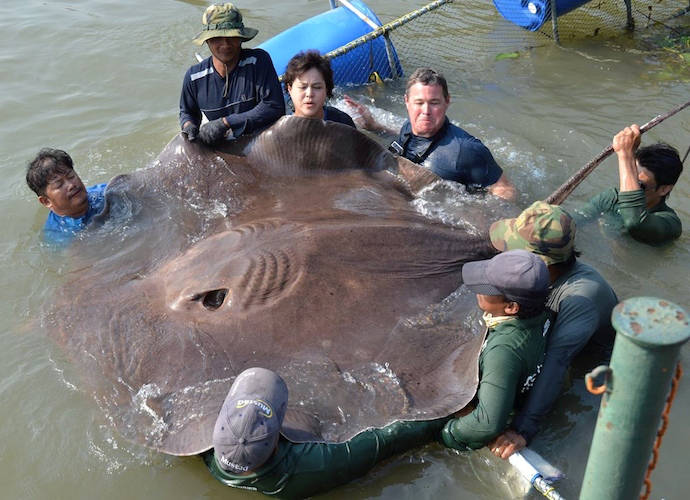 Giant Stingray Caught, Could Be The World’s Largest Freshwater Fish