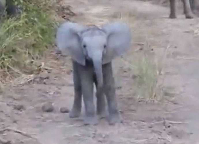 Adorable Elephant Calf Practices Charging In Viral Video