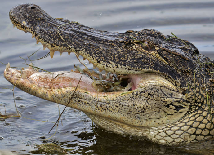 Elderly Man Grabs An Alligator By The Head On Golf Course
