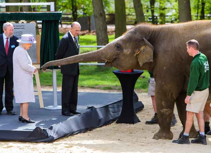 Queen Elizabeth Feeds Elephant During Whipsnade Zoo Visit In Britain