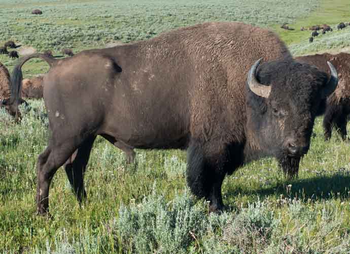 California Woman Gored By Bison At Yellowstone After Repeatedly Getting Too Close To Take Photos