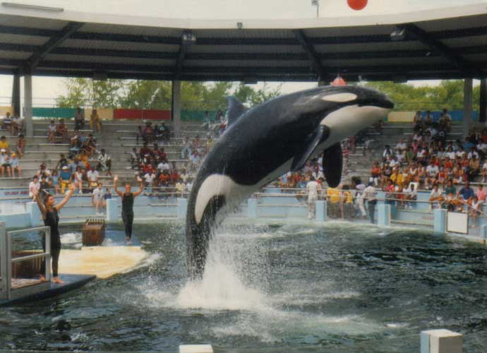 Miami Seaquarium Famed Orca, ‘Lolita,’ Dies Just As Plans For Her Release Were Being Finalized