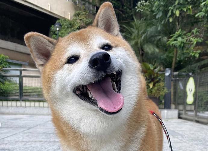 Shiba Inu Balltze, A Viral Meme Star, Dies At 12 After Cancer Battle