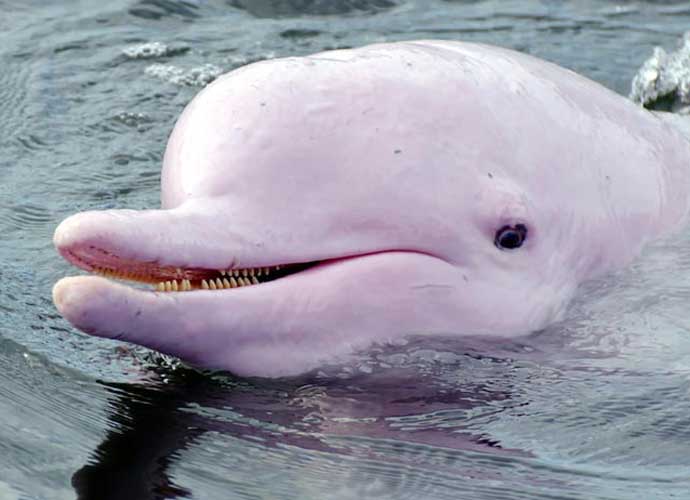 Extremely Rare Albino Dolphin, ‘Pinky,’ Spotted In Louisiana River To The Delight Of Fans