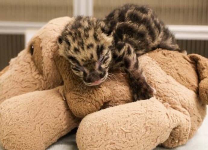 Birth Of Nearly Extinct Clouded Leopard Announced At Nashville Zoo