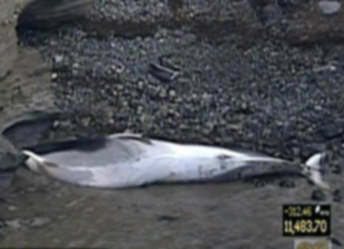 Scientist Probe Death Of Rare 52-Foot Fin Whale Which Washed Ashore On San Diego Beach