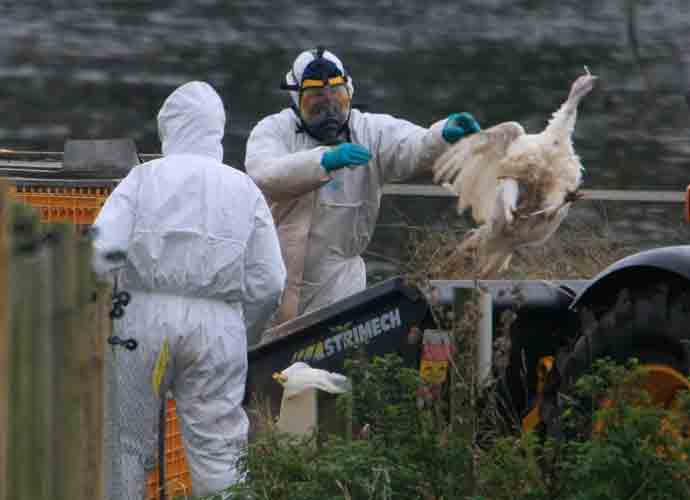 First Human Death From The H5N2 Strain Of The Bird Flu Announced By World Health Organization