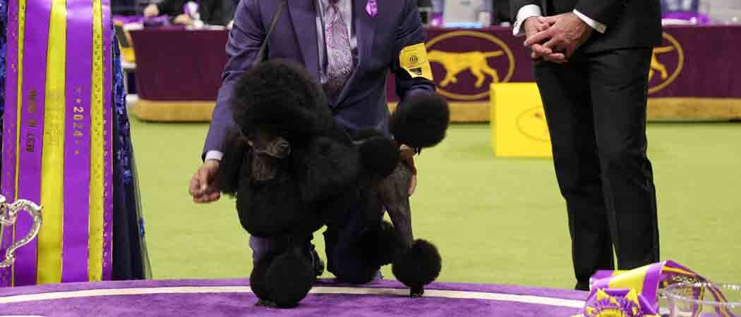 Miniature Poodle Sage Crowned Best In Show At 2024 Westminster Dog Show, Extending Mini Poodle Dynasty