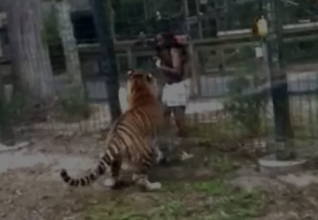 Woman Charged After Climbing Into Tiger Enclosure At New Jersey Zoo – After Entering A Bear’s Cage