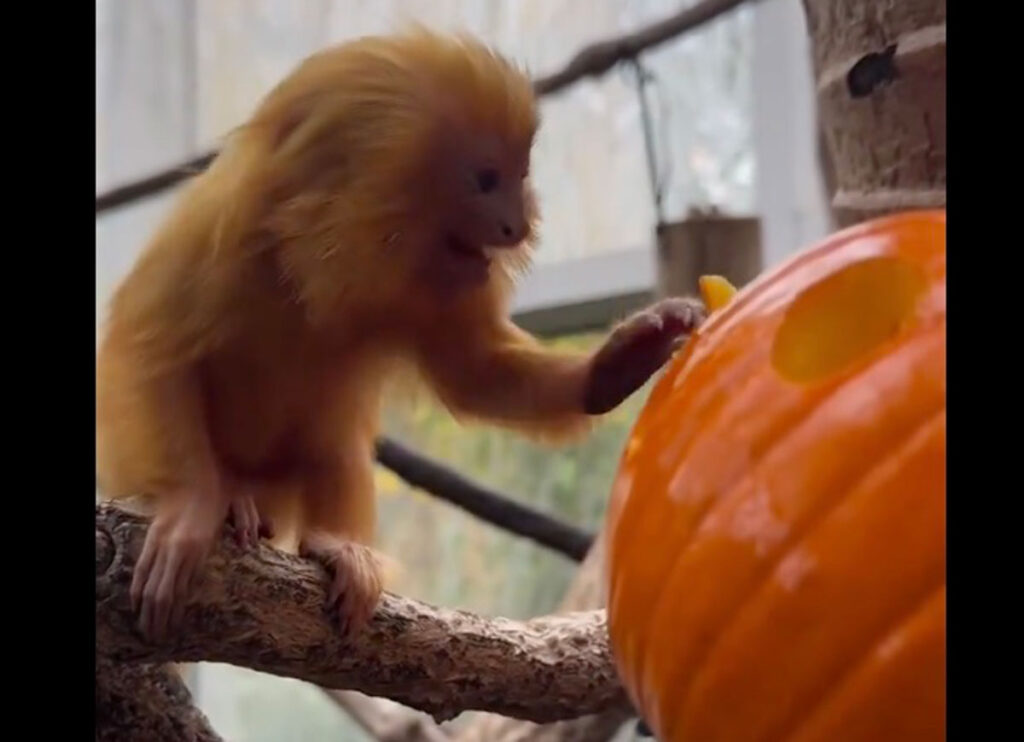 Sloths & Tamarins Celebrate Halloween By Feasting On ‘Rainforest Pumpkin’ At Rhode Island Zoo