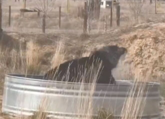 VIDEO: After 30 Years in a Cage, Rescued Black Bear Makes Joyful Splash In Sanctuary