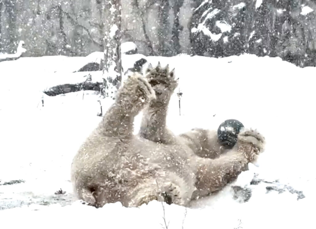 VIDEO: Cincinnati Zoo Animals Have A Snow Day