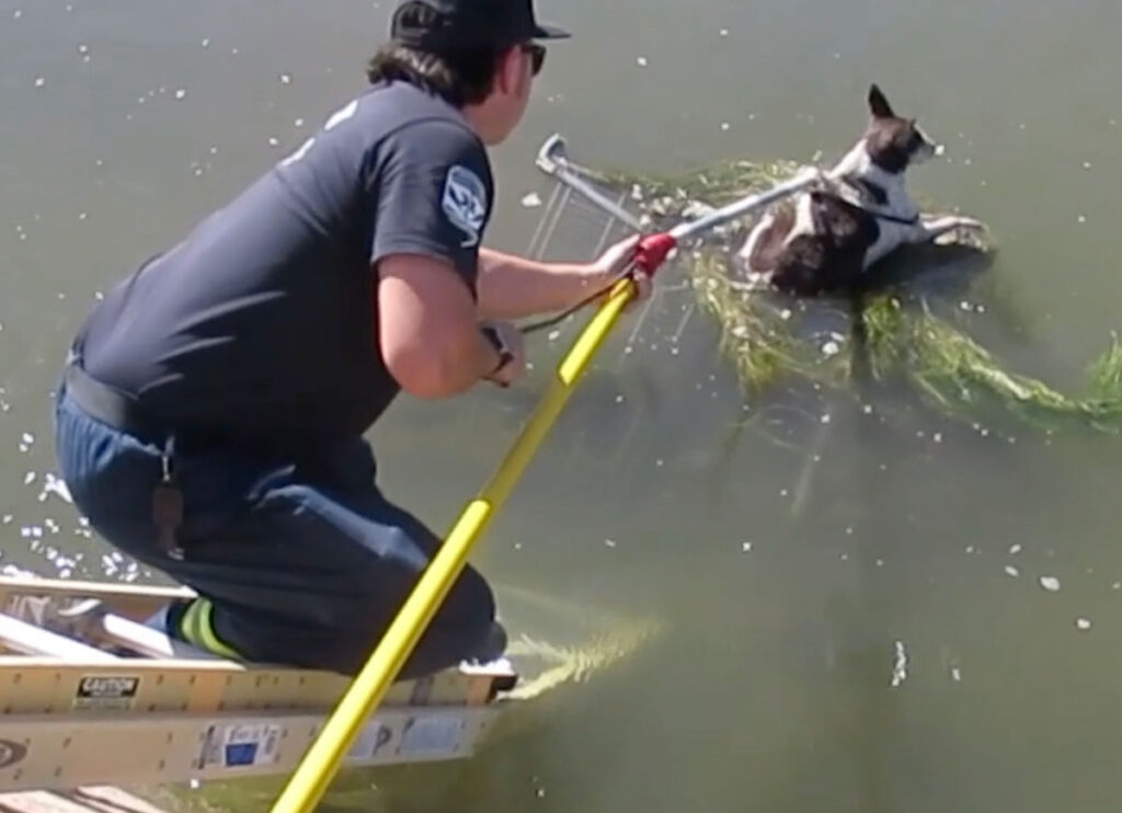 VIDEO: Dog Rescued From Canal Gets Her Happy Ending