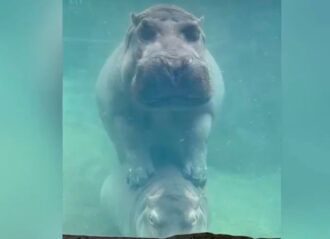 VIDEO: Hippo Mother Bibi Uses Son Fritz As Step Stool At Cincinnati Zoo