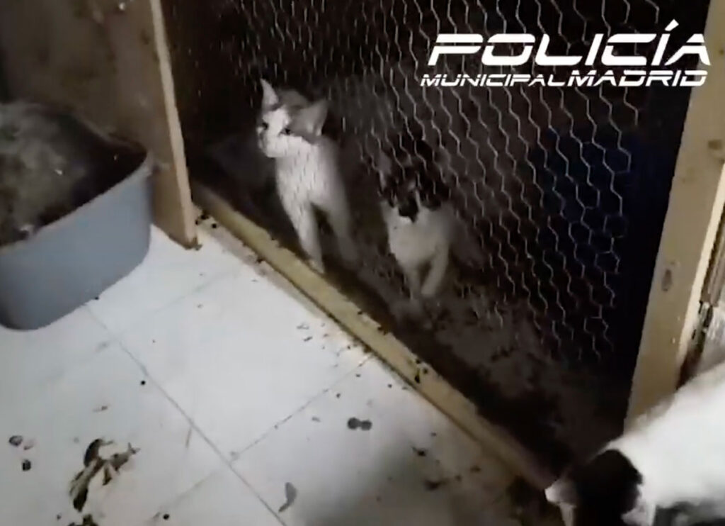 VIDEO: Madrid Police Rescue 50 Cats Found In Filthy Conditions