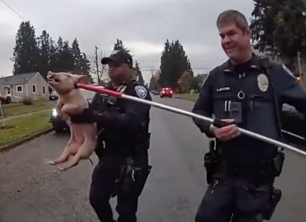 VIDEO: Officers Chase ‘Noncompliant’ Pig In Tacoma