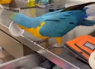 VIDEO: Quirky Macaw Helps ‘Organize’ Drawer