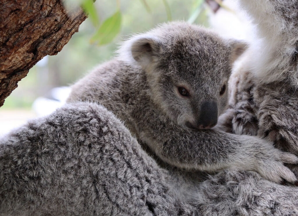 VIDEO: 3 Adorable Koala Newborns Snuggle Up To Their Mothers At Sydney Zoo