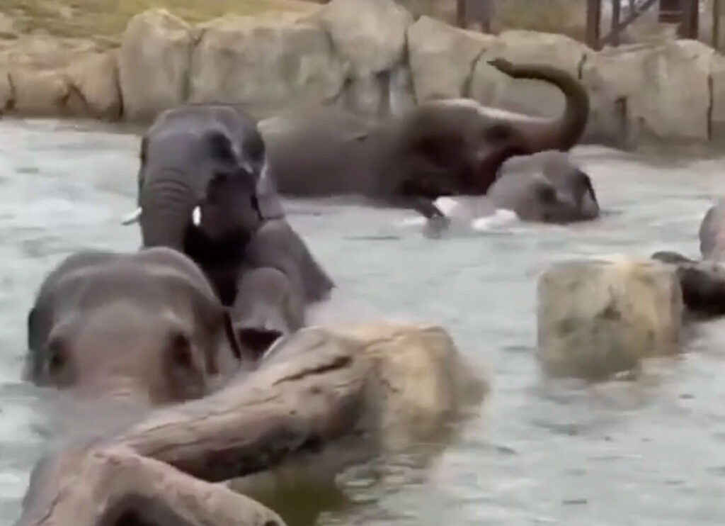 VIDEO: Elephants Splash Around At Cincinnati Zoo Pool Party