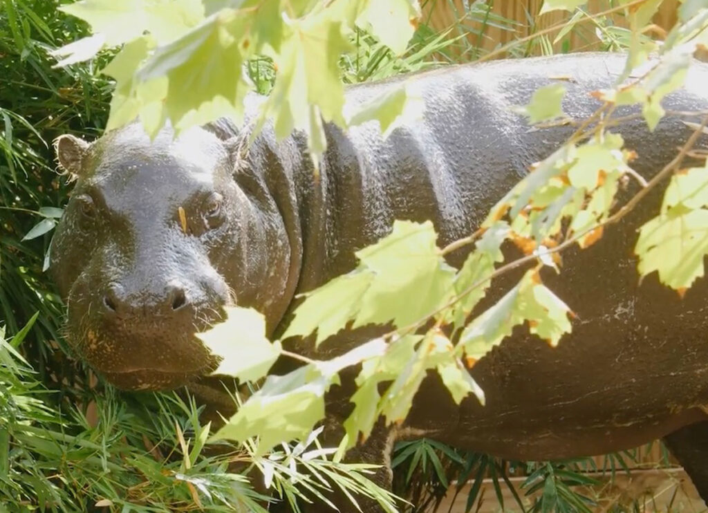 VIDEO: Houston Zoo’s New Pygmy Hippo, Akobi, Throws ‘Shade’ At Viral Competitor Moo Deng