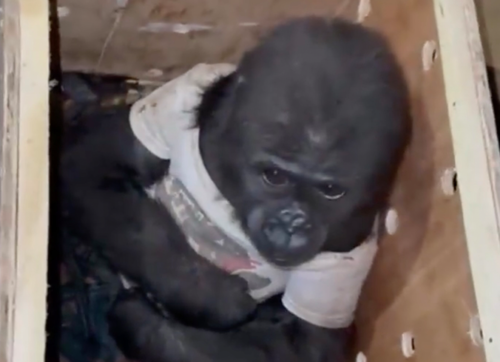 VIDEO: Smuggled Baby Gorilla Rescued From A Crate At Istanbul Airport