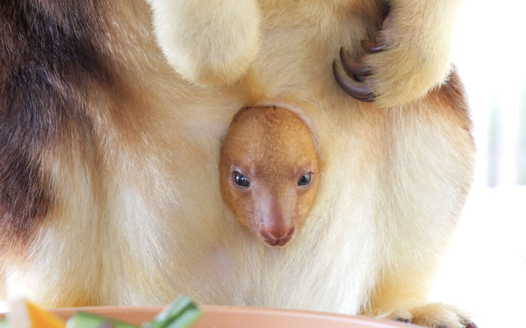 VIDEO: Adorable Tree Kangaroo Baby Joey Pops Out Of Mom’s Pouch