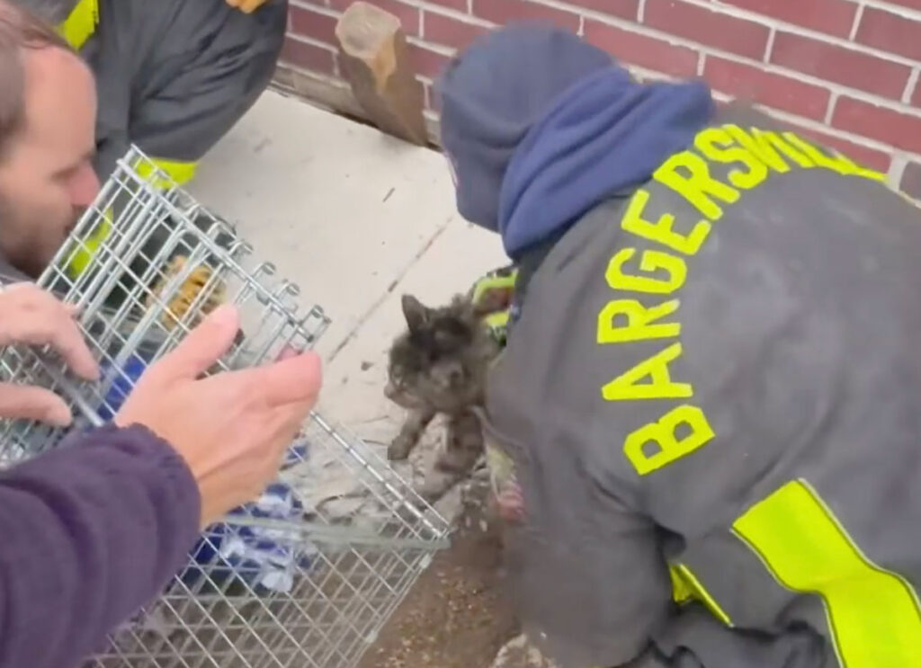 VIDEO: Firefighters Rescue Cat Trapped For 6 Days In Foundation Of Indiana Home