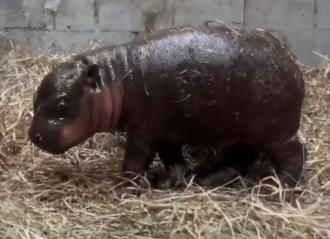 VIDEO: Virginia Zoo Welcomes Birth of Adorable Pygmy Hippo