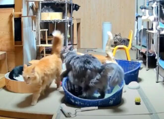 VIDEO: Cats Sense Earthquake Is Coming 10 Seconds Before It Starts, Eerie Livestream Shows