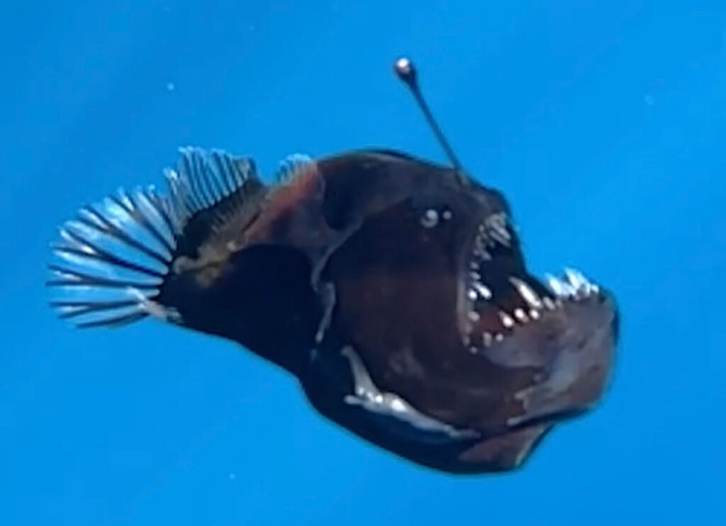 VIDEO: World’s Ugliest Fish, Deep-Sea Anglerfish, Spotted on Rare Foray Into Shallower Waters