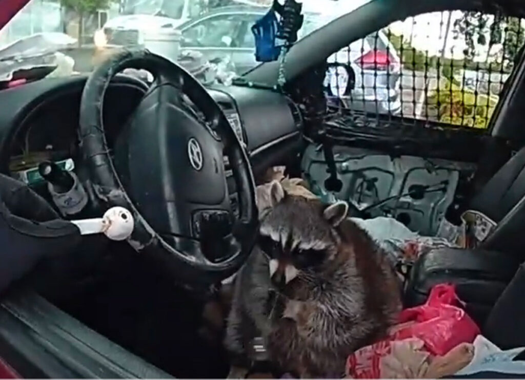 VIDEO: Raccoon With Meth Pipe Found In Driver’s Seat During Traffic Stop
