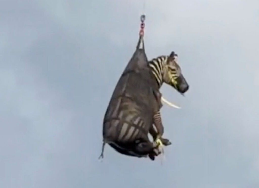VIDEO: ‘Celebrity’ Zebra Ed Airlifted Home After a Week On The Run