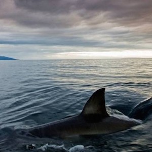 Submarine Shark Hoax: 'Shark Of Darkness: Wrath Of Submarine' Is Discovery Channel's Latest Shark Week Mockumentary