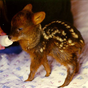 Southern Pudu Born In Queens Zoo