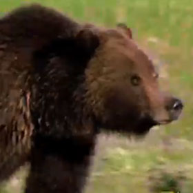 Hikers at Yellowstone National Park Sustain Injuries After Bear Attack