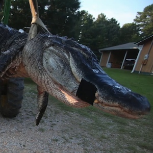 792-Pound Alligator Breaks Records In Mississippi