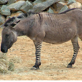 Ippo The Zonkey — Part Zebra, Part Donkey — Born In Italy