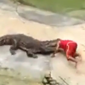 Crocodile Bites Down On Trainer's Head During Zoo Show In Thailand [VIDEO]