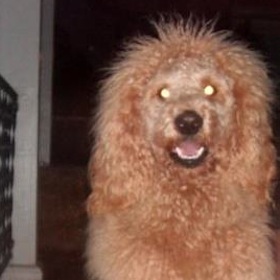 VIDEO: After Causing 911 Calls, Charlie 'The Lion Dog' Hits NYC