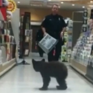 Black Bear Cub Runs Through Rite Aid In Oregon