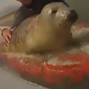 Woman Goes Swimming In The Seal Pool Of The Berlin Zoo