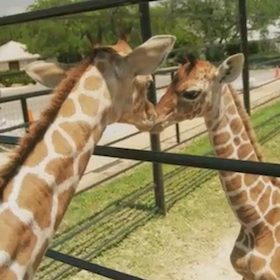 Twin Giraffes Born In Texas [VIDEO]
