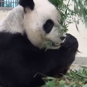 Giant Panda Accused Of Faking Pregnancy For More Bamboo