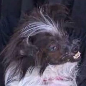 Abused Dog, Peanut, Crowned The World's Ugliest Dog