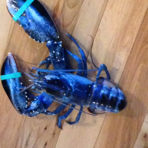 Blue Lobster Found In Scarborough, Maine