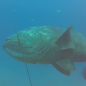 Goliath Grouper Swallows A 4-ft Shark Whole In Viral Video